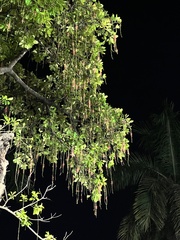 Barringtonia acutangula