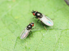 Paramyia