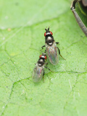 Paramyia