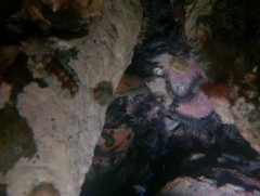 Uropterygius versutus