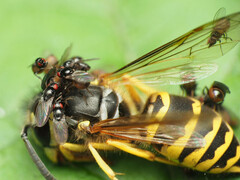 Paramyia
