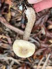 Melanoleuca verrucipes