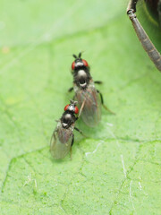 Paramyia