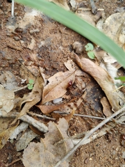 Macrotermes convulsionarius