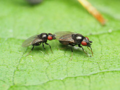 Paramyia