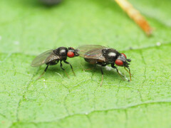 Paramyia