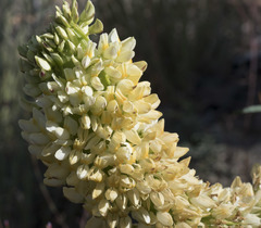 Lupinus angustiflorus