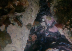 Uropterygius versutus