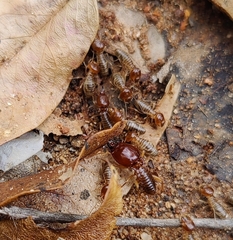 Macrotermes convulsionarius