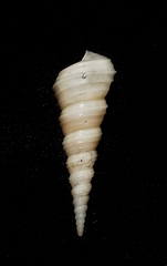 Turritellidae