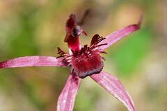 Caladenia formosa