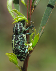 Chrysolopus spectabilis