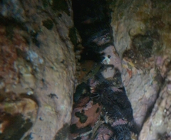 Uropterygius versutus