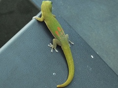 Phelsuma laticauda laticauda