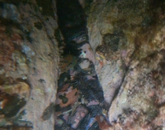 Uropterygius versutus