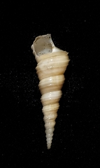 Turritellidae