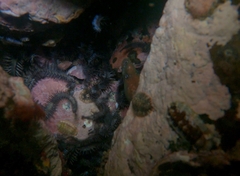 Uropterygius versutus