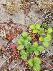 Fragaria chiloensis