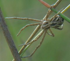 Rhysodromus histrio