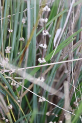Lomandra multiflora