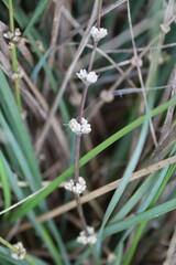 Lomandra multiflora