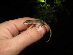 Anolis unilobatus