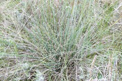 Lomandra multiflora