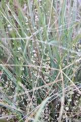 Lomandra multiflora