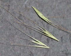 Festuca muralis