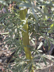 Lupinus angustiflorus
