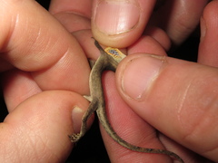 Anolis unilobatus