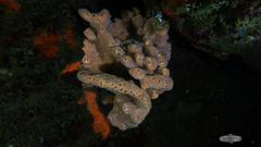 Porifera