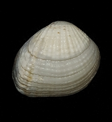 Gafrarium pectinatum