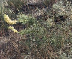 Lupinus angustiflorus