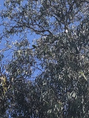 Polytelis swainsonii