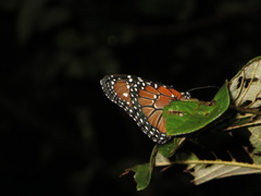 Danaus eresimus