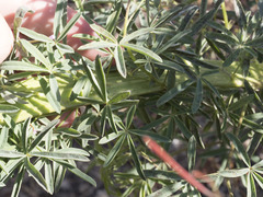 Lupinus angustiflorus
