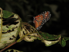 Danaus eresimus