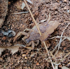 Lychas tricarinatus