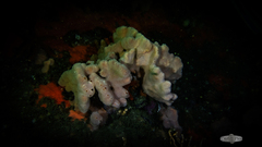 Porifera