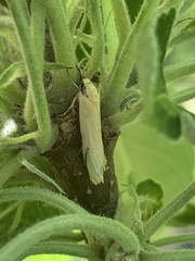 Philobota protecta