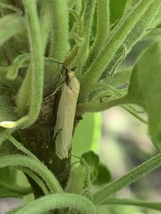 Philobota protecta