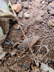 Lychas tricarinatus