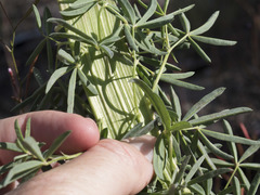 Lupinus angustiflorus