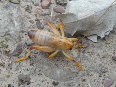 Gryllacrididae