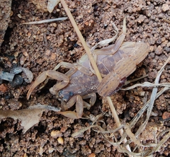 Lychas tricarinatus