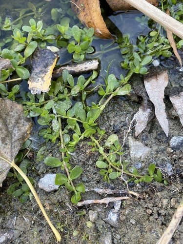 iNaturalist observation photo of Herb-of-Grace