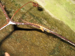 Anolis oxylophus