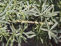 Lupinus angustiflorus
