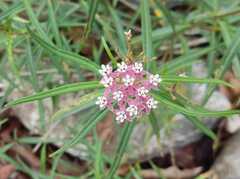 Asclepias angustifolia